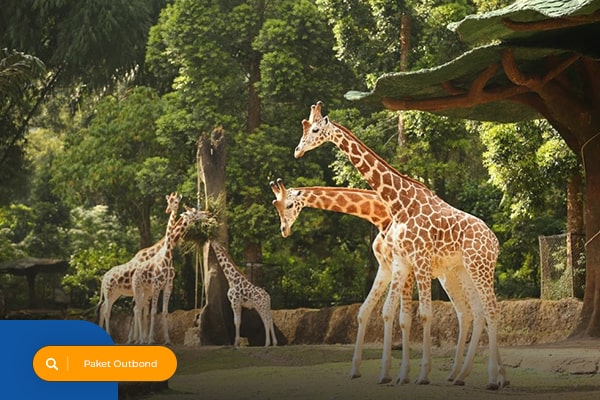 Taman Safari